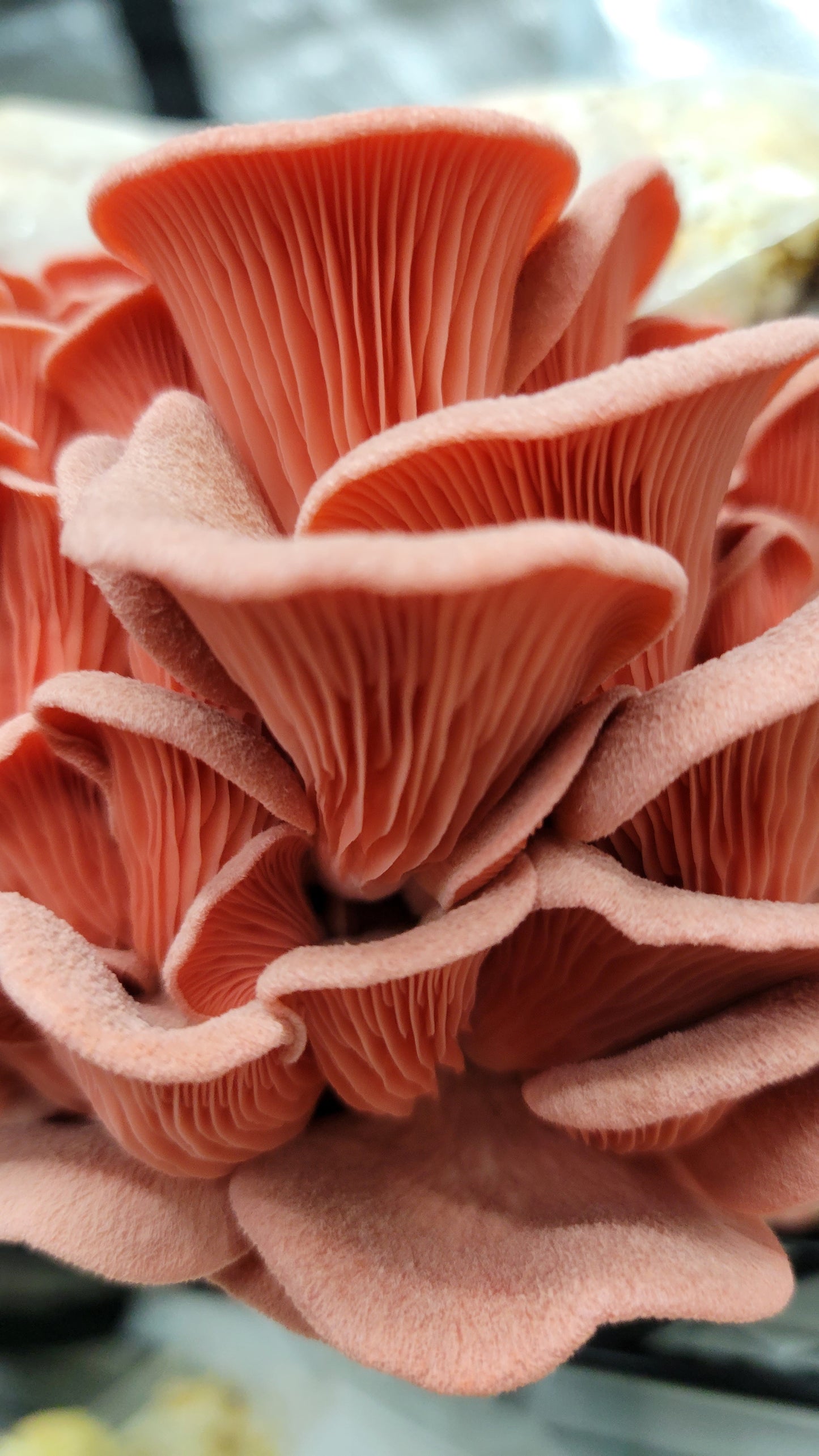 Pink Oyster Mushroom