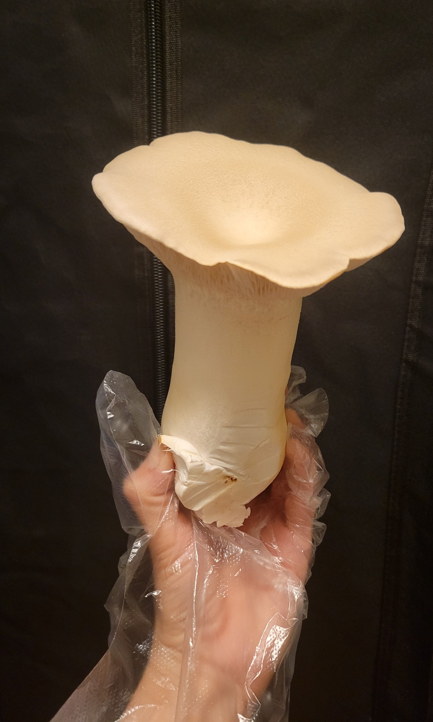 King Oyster Mushrooms