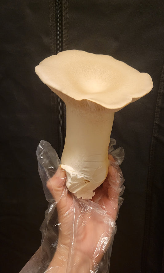 King Oyster Mushrooms