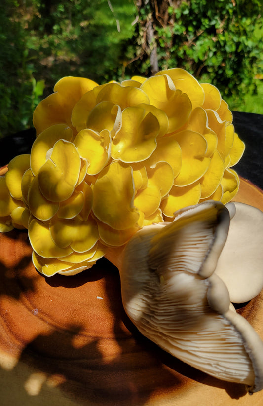 Golden and Blue Oyster Mushroom Mix