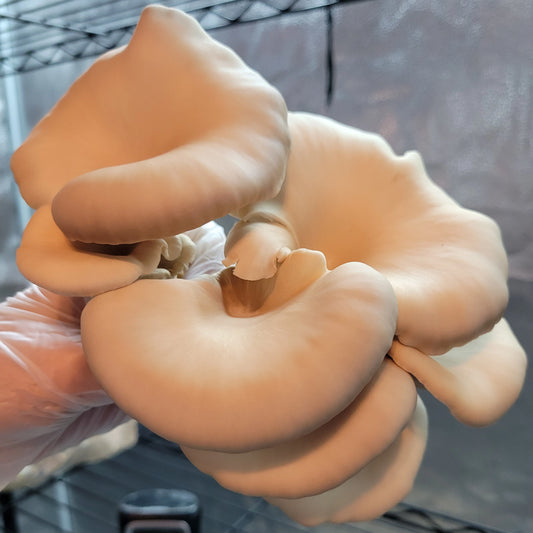 Pearl Oyster Mushrooms