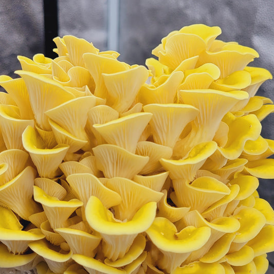 Golden Oyster Mushrooms