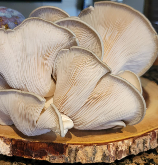 Blue Oyster Mushroom